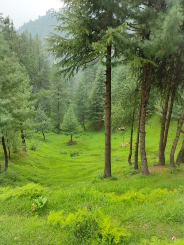 Siran valley trip booking for solo travellers, group travellers, and couple travellers, in the district of mansehra, tehsil mansehra, in the pakistan northern areas